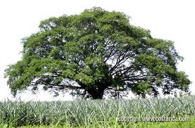 El árbol brujo de Cuba