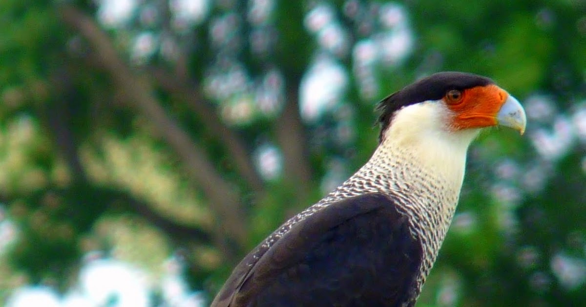 GAVILÁN CARICARE: DESTINO TRUNCO.