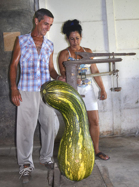 Cuba: Calabaza gigante