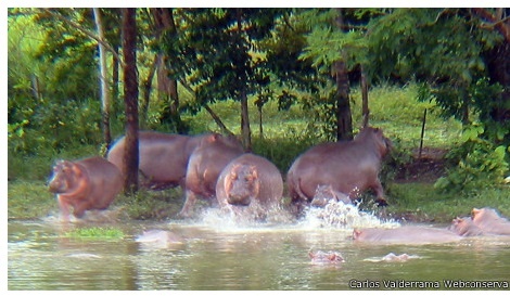 Los hipopótamos del mal