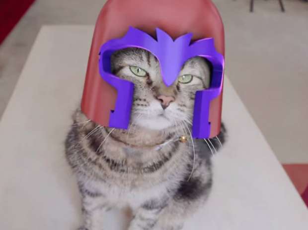 El magneto cat