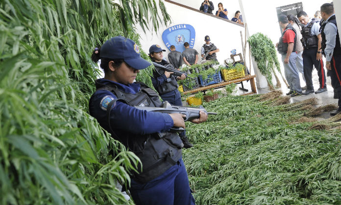 Arrestan a cubanos por cultivo de marihuana