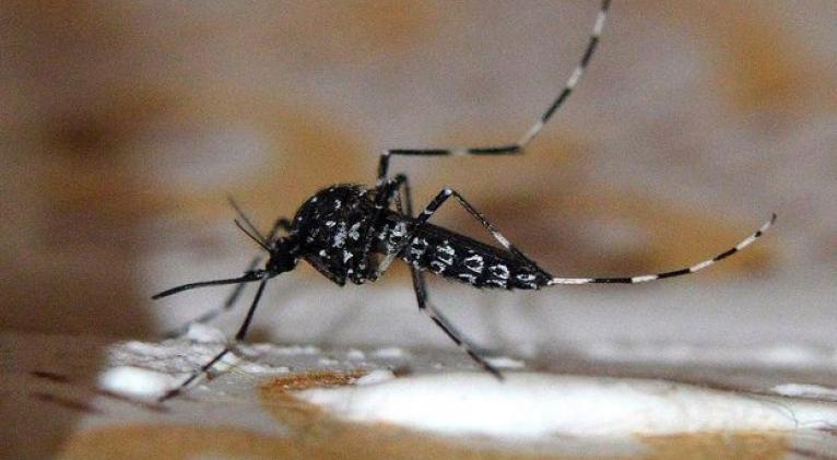 Detectan en Cuba otro mosquito transmisor del dengue