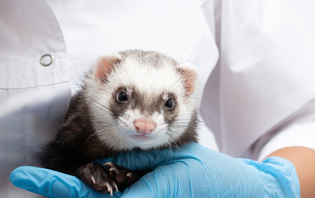 Financia el pentágono experimentos con animales para reproducir ‘síndrome de La Habana’