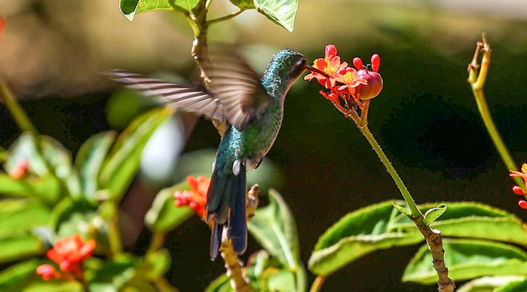 Jardín Botánico Nacional de Cuba, una cita con la naturaleza