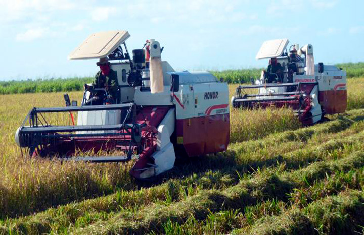 Impulsan en Cuba siembra 200 mil hectáreas de arroz durante este año
