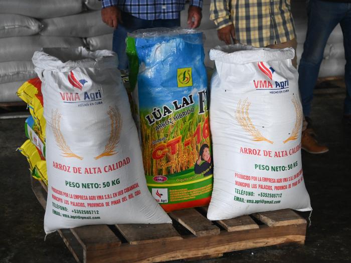 Asciende área plantada de arroz en el occidente cubano